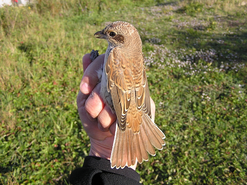 Red-backed Shrike, Sundre 20120828