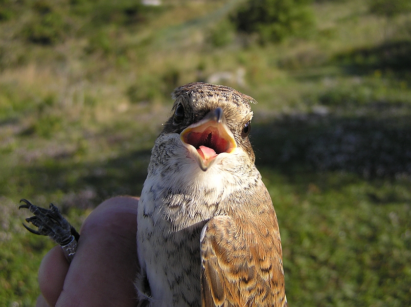 Red-backed Shrike, Sundre 20120828