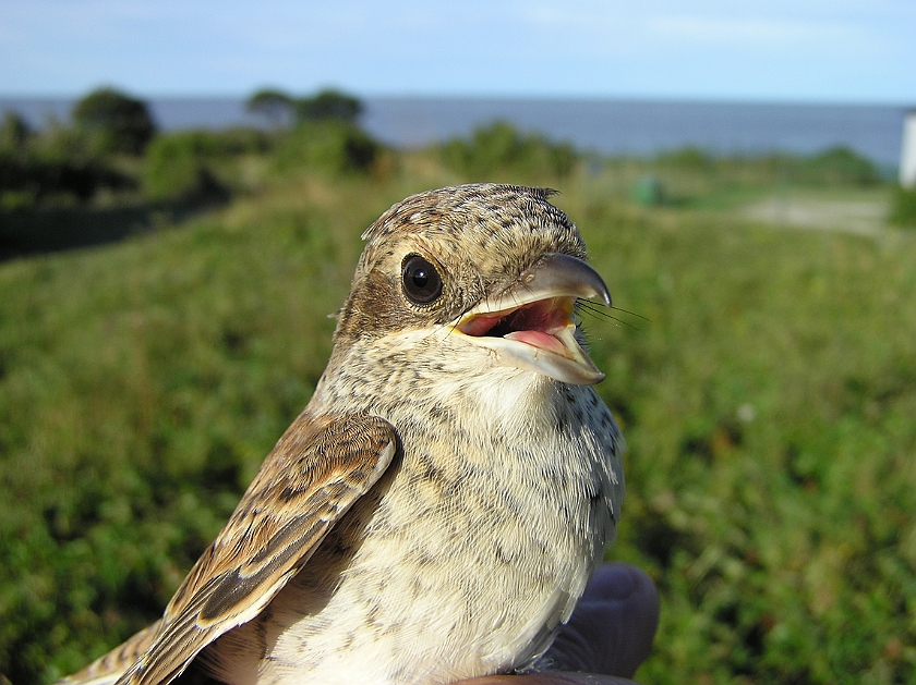 Red-backed Shrike, Sundre 20120828