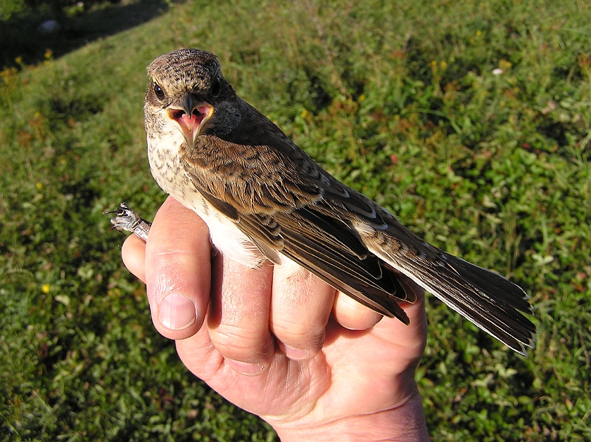 Red-backed Shrike, Sundre 20120828