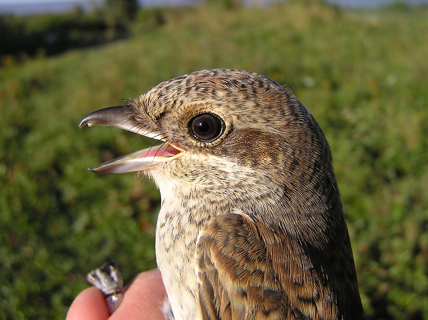 Red-backed Shrike, Sundre 20120828