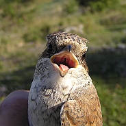 Törnskata, Sundre 20120828