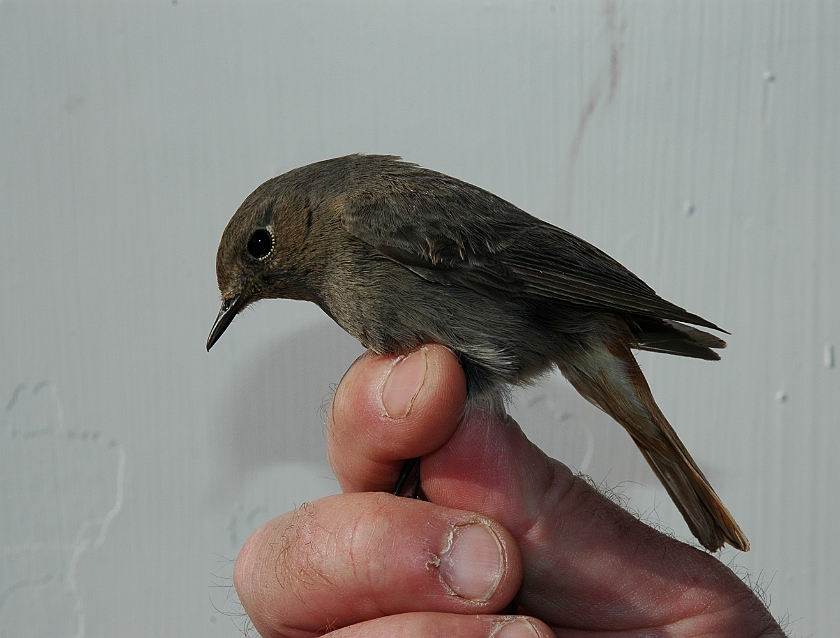 Black Redstart, Digrans