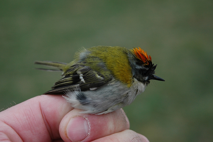 Firecrest, Sundre 20130514