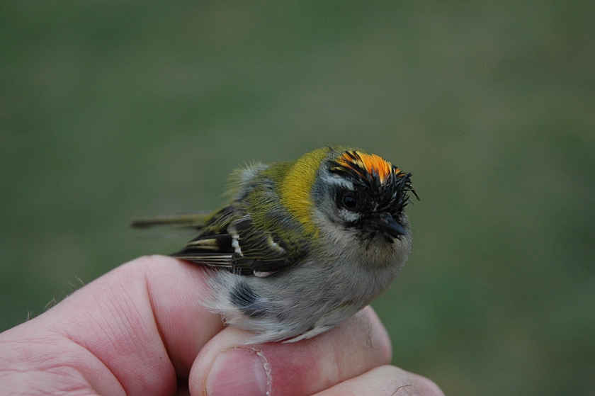 Firecrest, Sundre 20130514