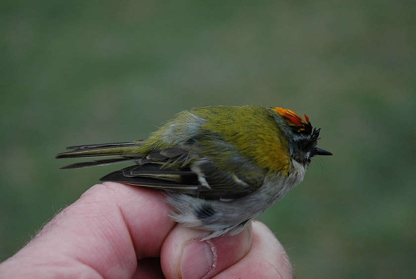 Firecrest, Sundre 20130514