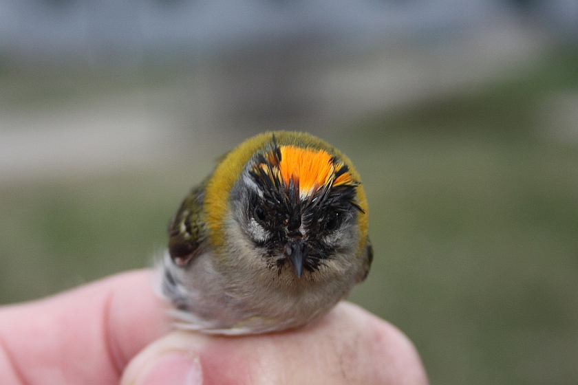 Firecrest, Sundre 20130514