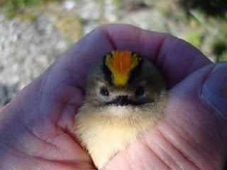 Goldcrest, Sundre 20070904