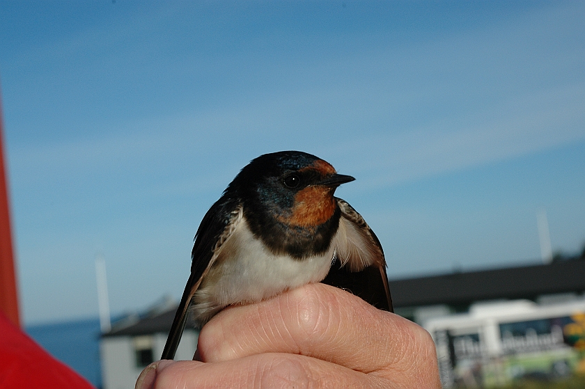 Barn Swallow, Sundre 20100603
