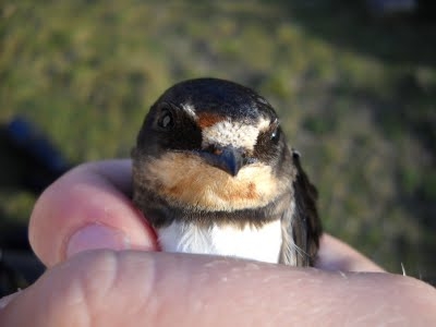 Barn Swallow, Sundre 20090909