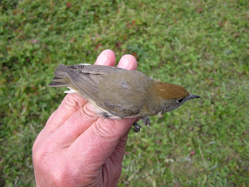 Blackcap, Sundre 20120828