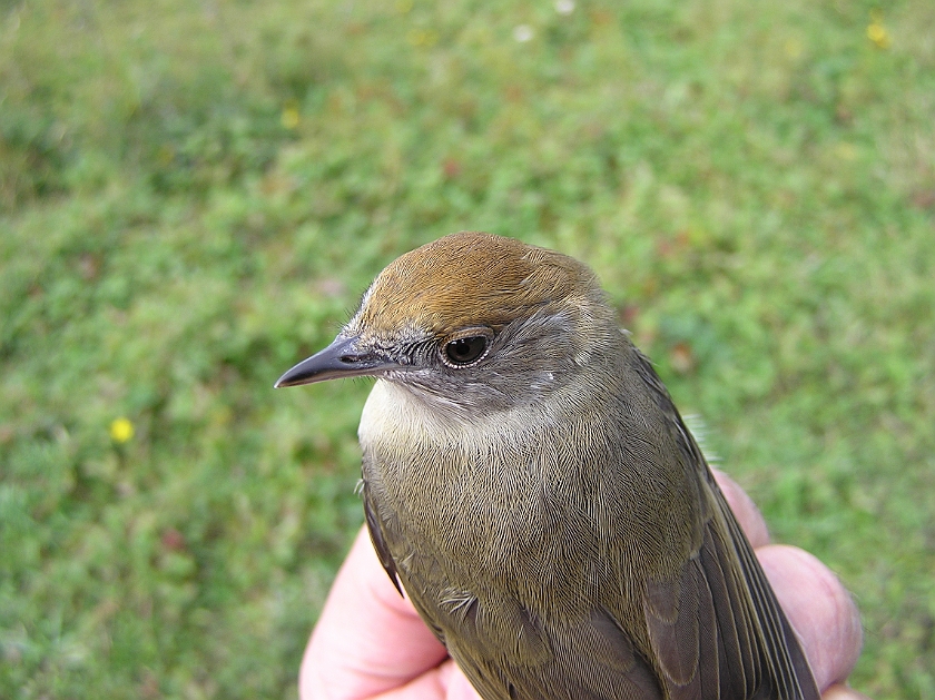 Blackcap, Sundre 20120828