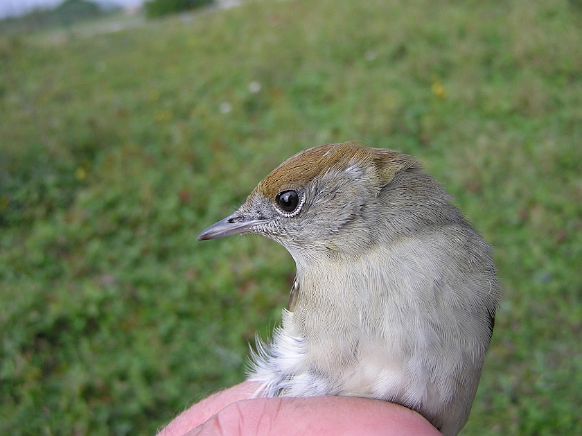 Blackcap, Sundre 20120828