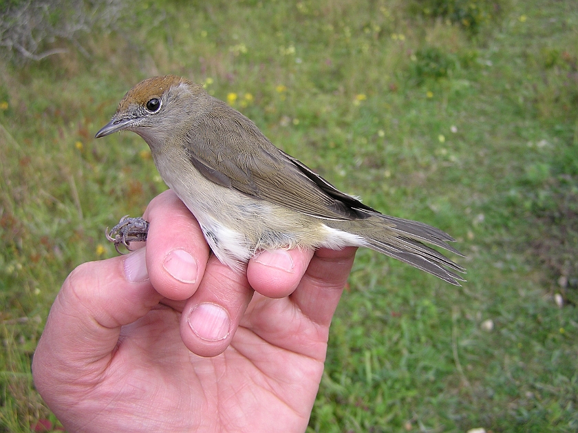 Blackcap, Sundre 20120828