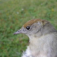 Svarthätta, Sundre 20120828