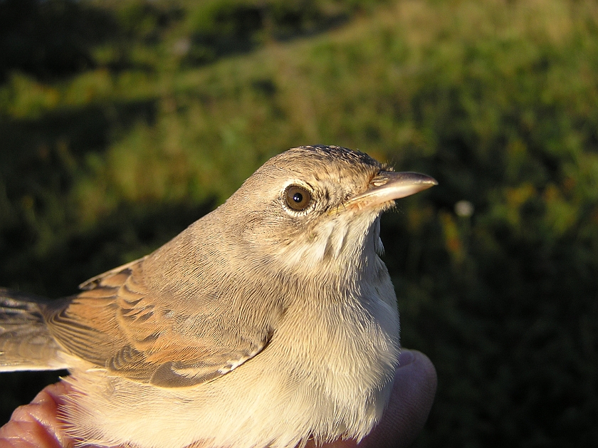 Common Whitethroat, Sundre 20120828