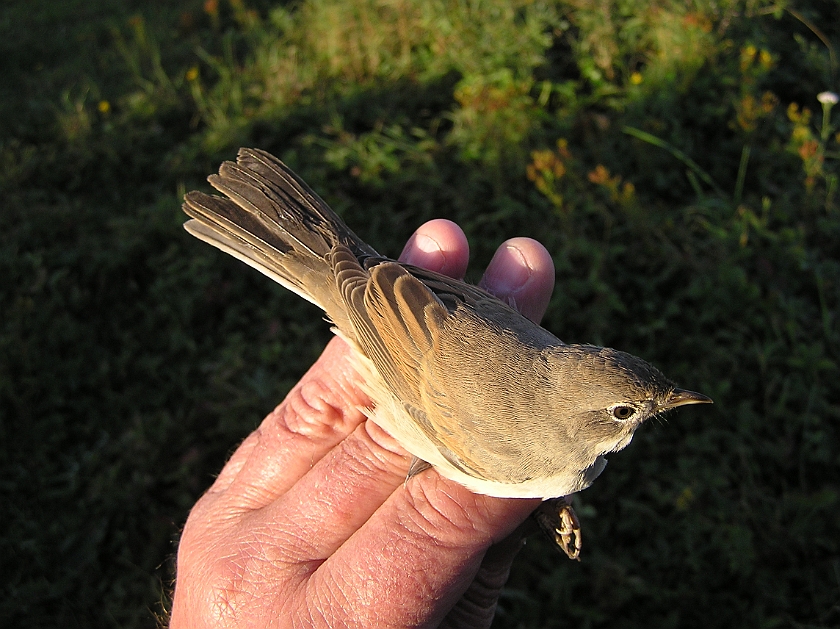 Common Whitethroat, Sundre 20120828