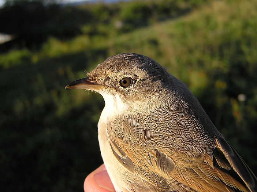 Common Whitethroat, Sundre 20120828