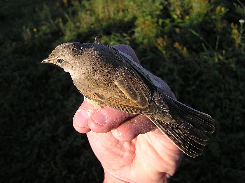 Common Whitethroat, Sundre 20120828