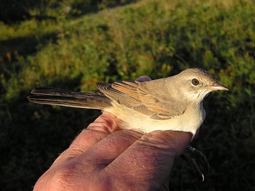 Common Whitethroat, Sundre 20120828