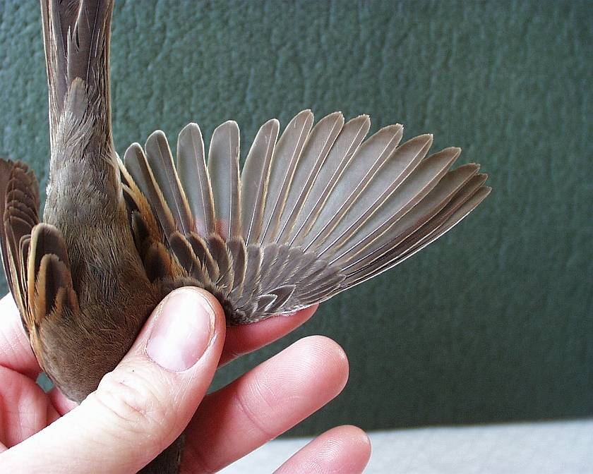 Common Whitethroat, Sundre