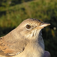 Törnsångare, Sundre 20120828