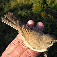 Törnsångare, Sundre 20120828