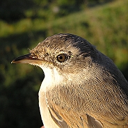 Törnsångare, Sundre 20120828