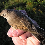 Törnsångare, Sundre 20120828