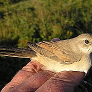 Törnsångare, Sundre 20120828