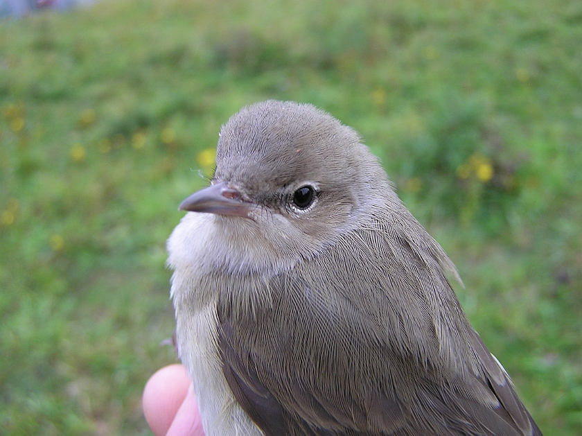 Garden Warbler, Sundre 20120826