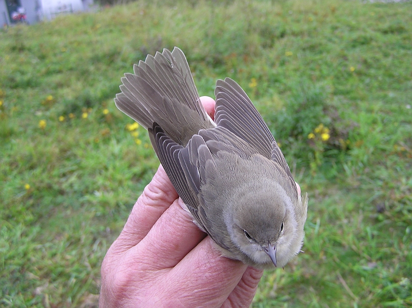 Garden Warbler, Sundre 20120826