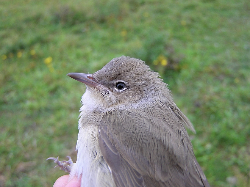 Garden Warbler, Sundre 20120826