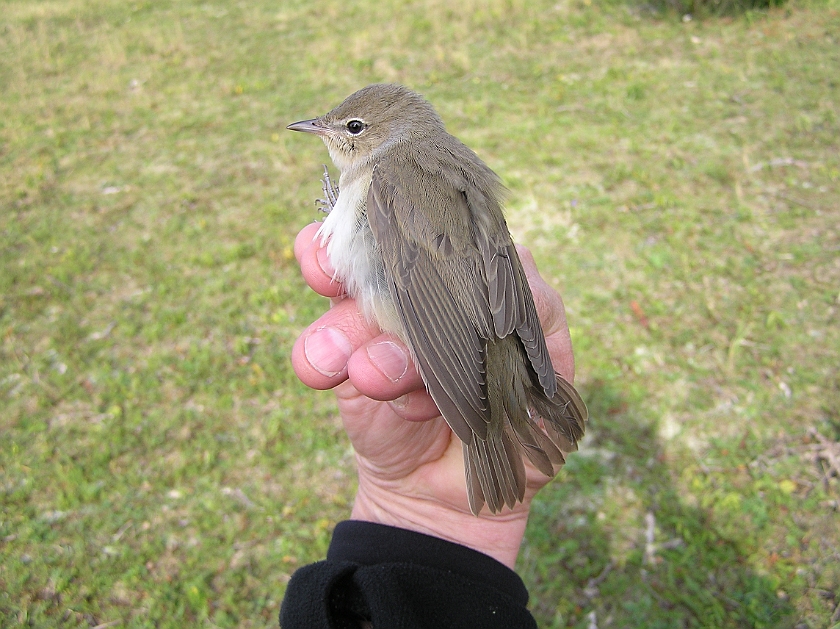 Garden Warbler, Sundre 20120826