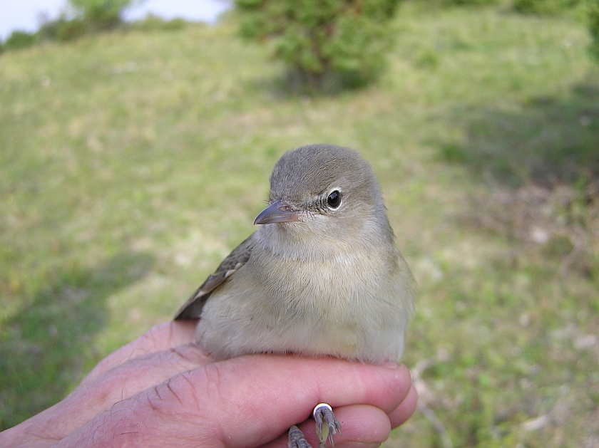 Garden Warbler, Sundre 20120826