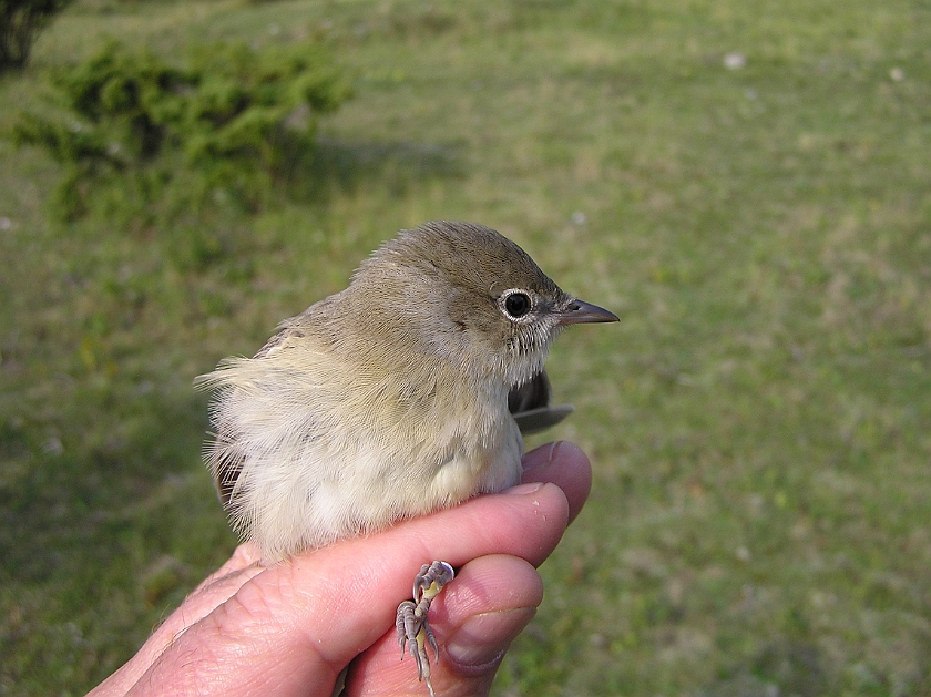 Garden Warbler, Sundre 20120826