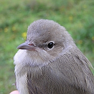 Trädgårdssångare, Sundre 20120826