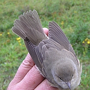 Trädgårdssångare, Sundre 20120826