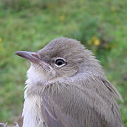 Trädgårdssångare, Sundre 20120826