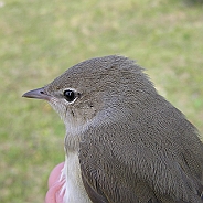 Trädgårdssångare, Sundre 20120826