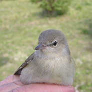 Trädgårdssångare, Sundre 20120826