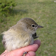 Trädgårdssångare, Sundre 20120826