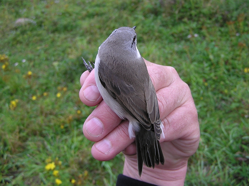 Lesser Whitethroat, Sundre 20120826