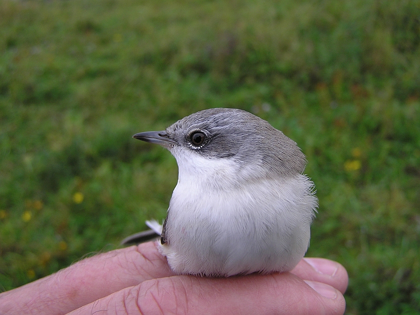 Lesser Whitethroat, Sundre 20120826