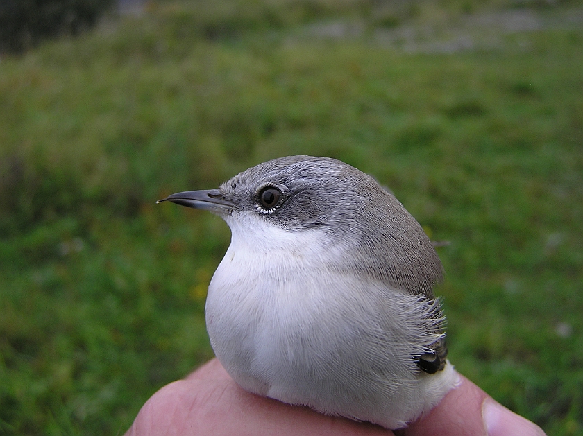 Lesser Whitethroat, Sundre 20120826