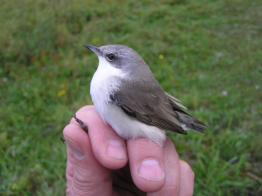 Lesser Whitethroat, Sundre 20120826