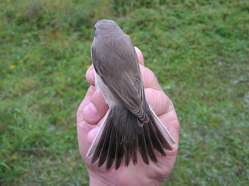 Lesser Whitethroat, Sundre 20120826