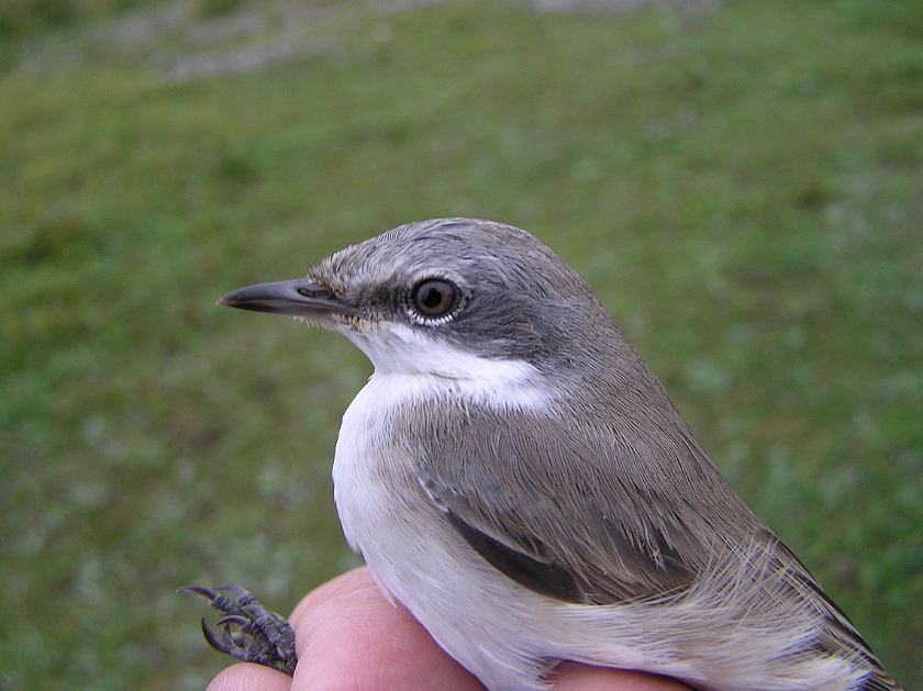 Lesser Whitethroat, Sundre 20120826