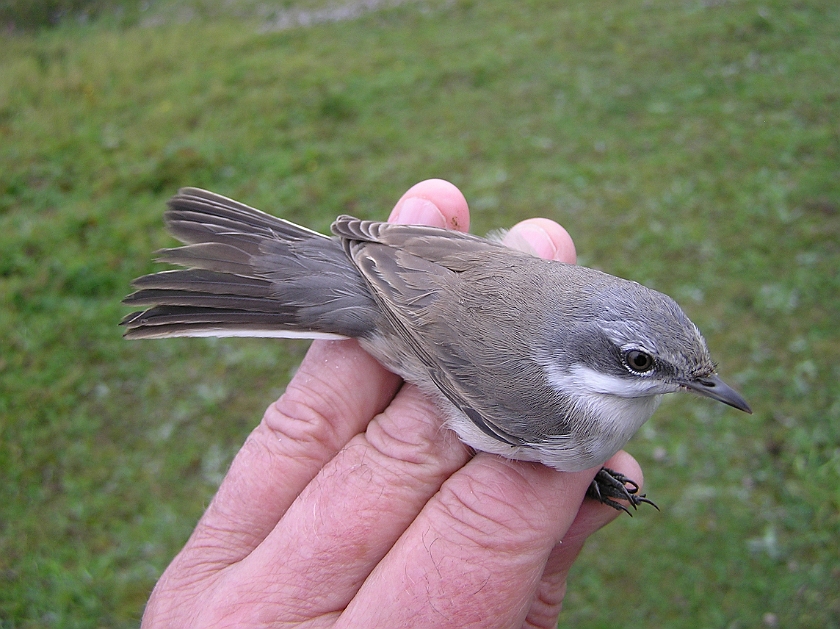 Lesser Whitethroat, Sundre 20120826