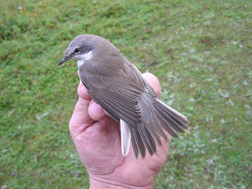 Lesser Whitethroat, Sundre 20120826